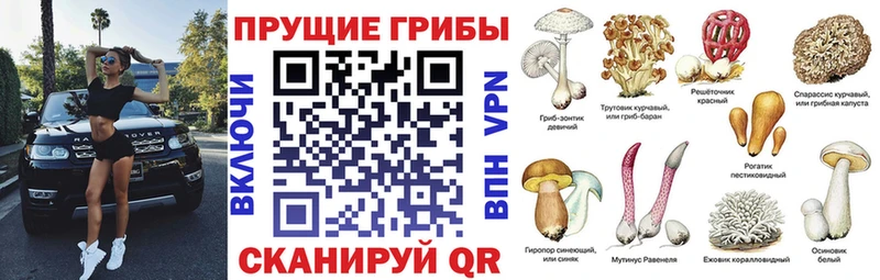 Галлюциногенные грибы Psilocybine cubensis  Новая Усмань 